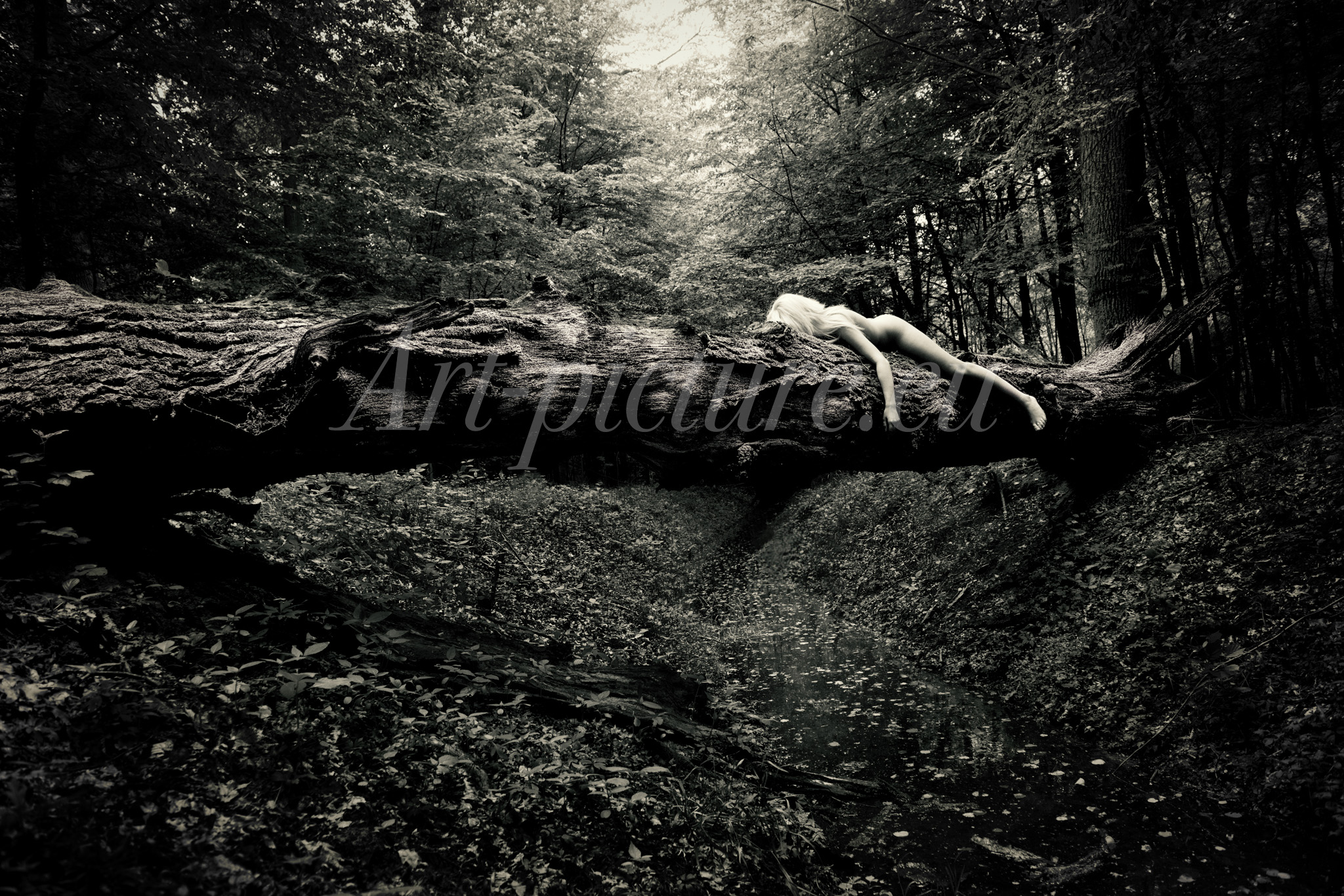 forest